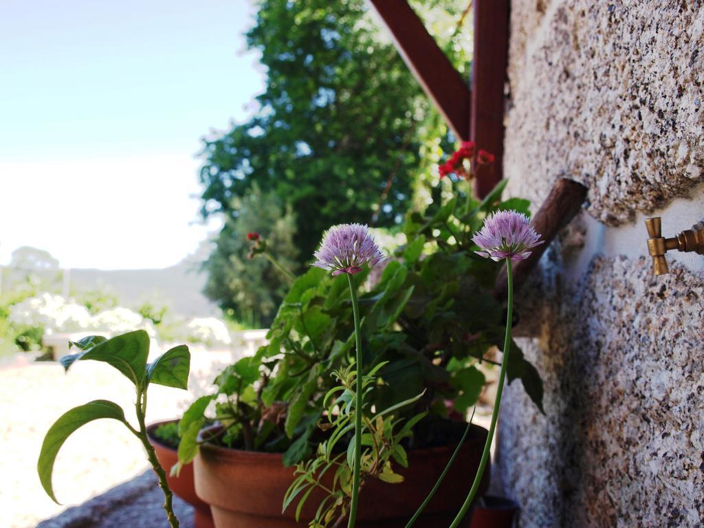 Quinta Da Pousadela - Agroturismo Konuk evi Amarante Dış mekan fotoğraf